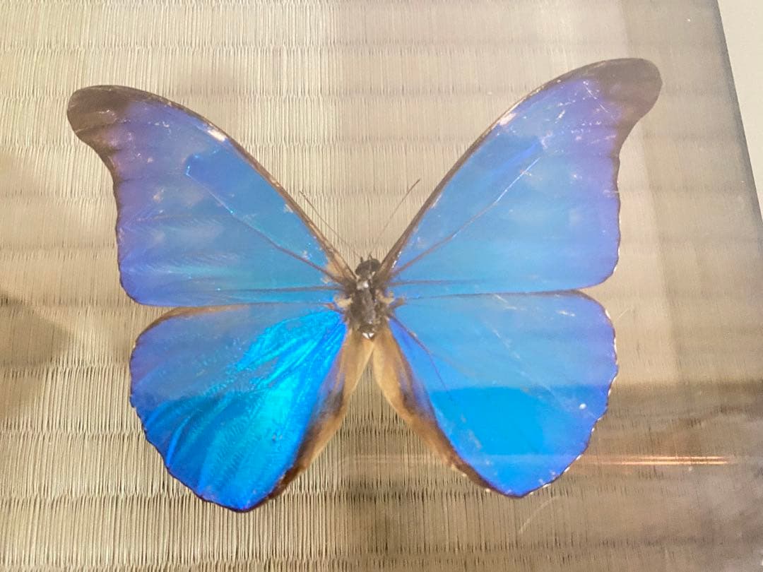 【美品】蝶の標本 青 紫 白 5匹セット