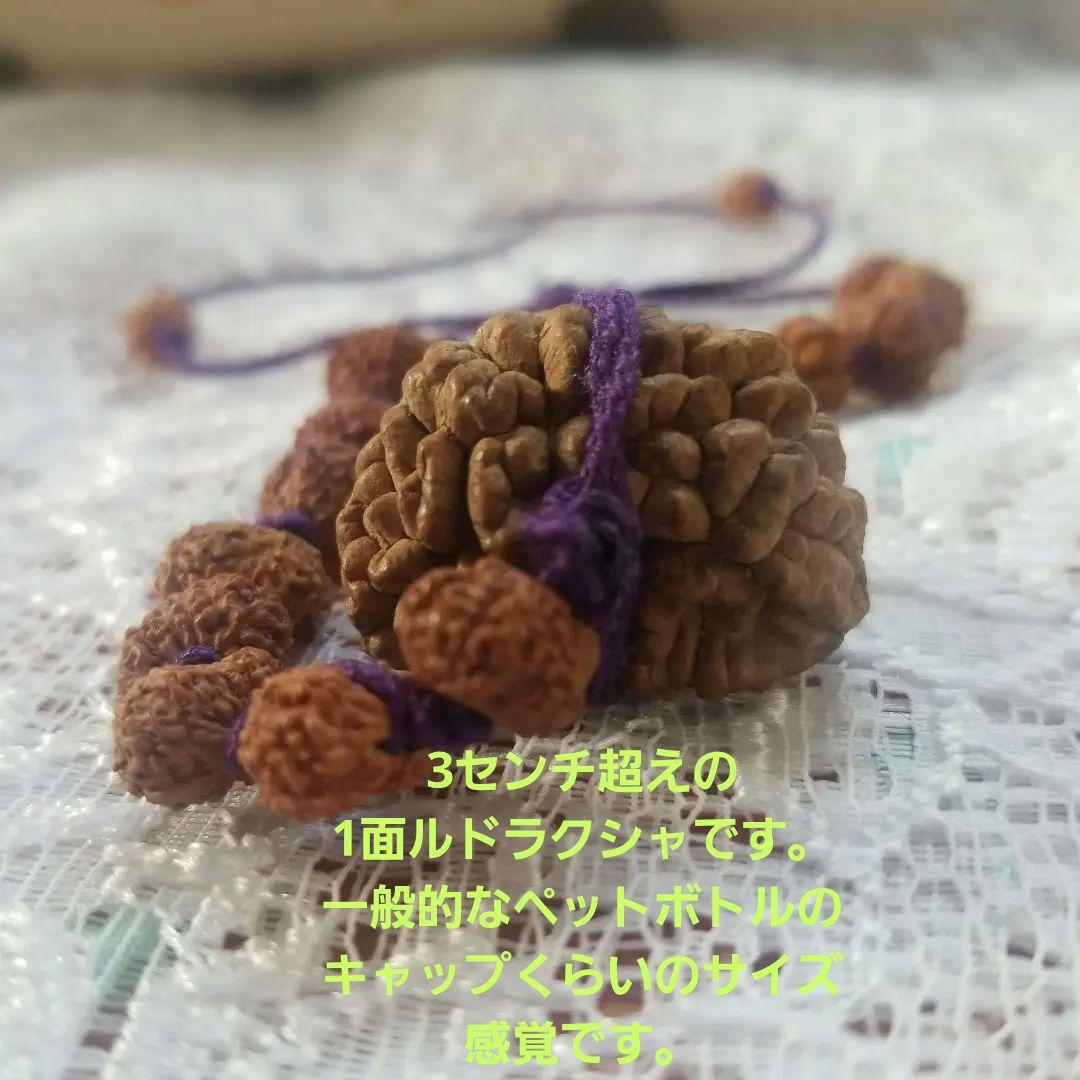 【10/5までの出品】ルドラクシャ1面～14面+ガウリーシャンカラ+ガネーシャ