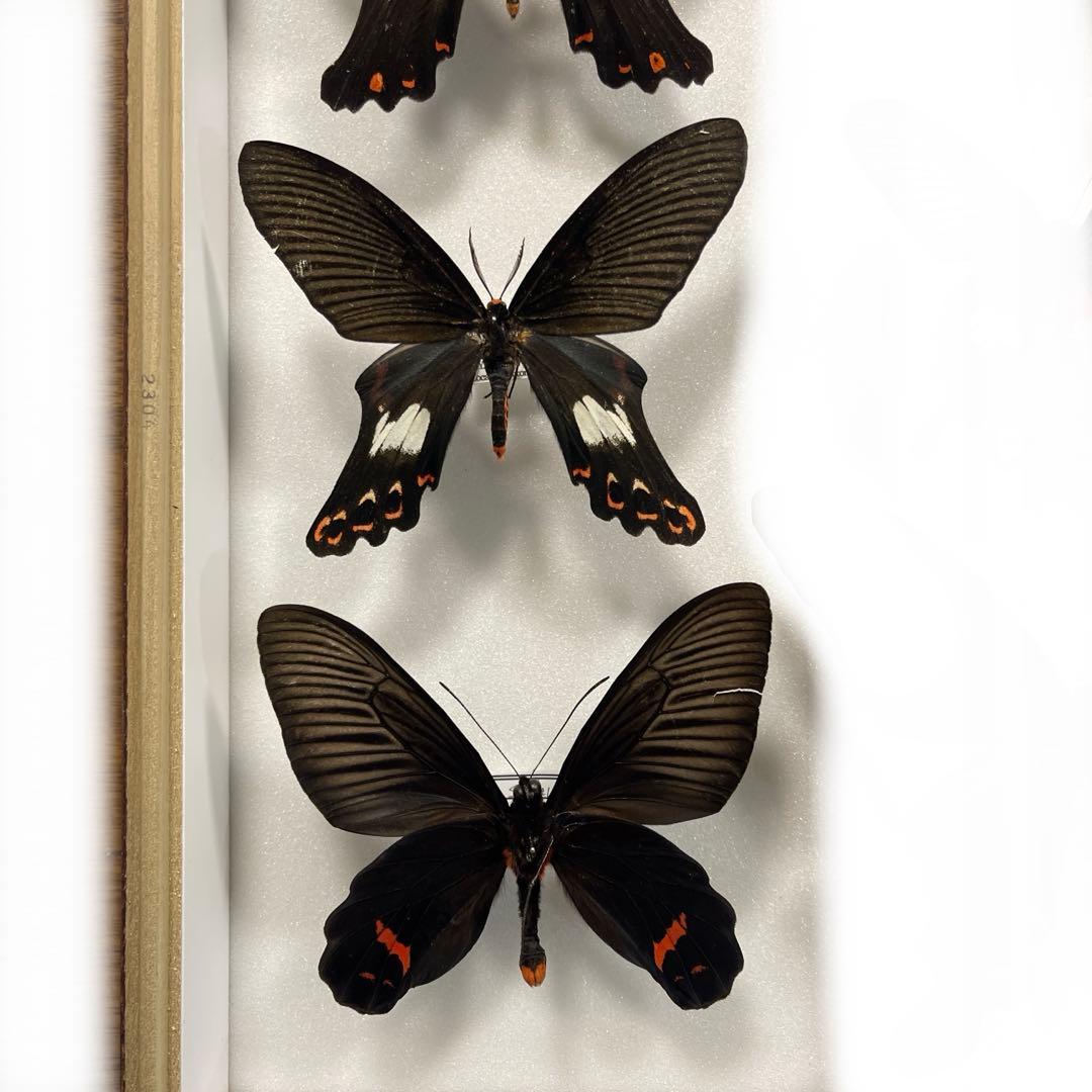黒いアゲハ蝶各種の標本