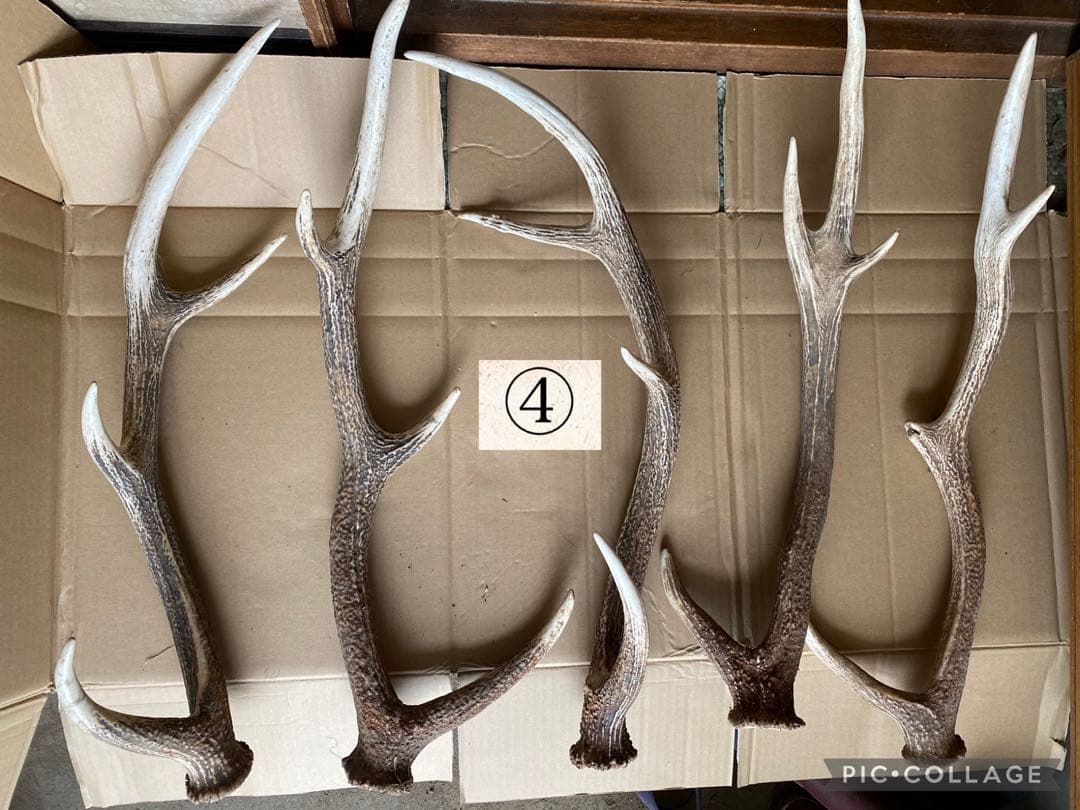 鹿の角 30本