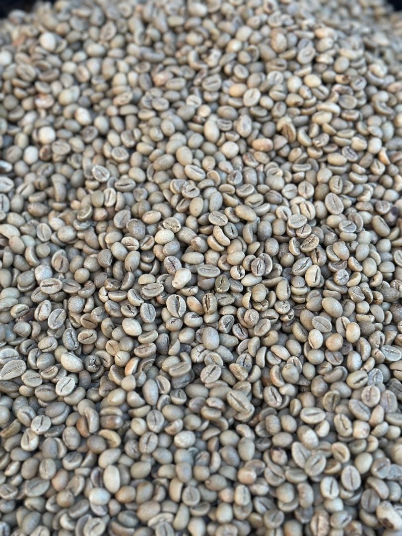 爆安!!【コーヒー生豆】モカ マタリ No9 /ナチュラル10kg※送料無料