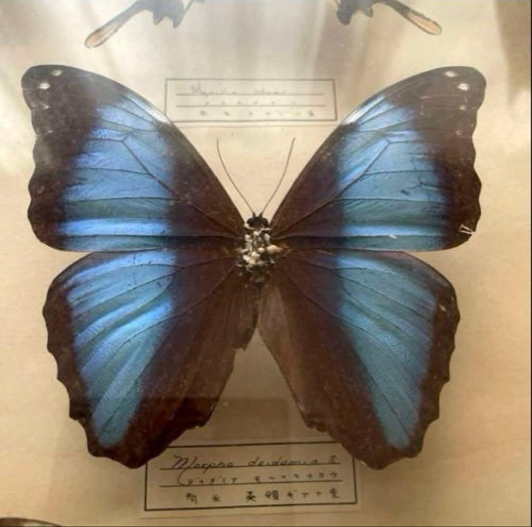 モルフォ蝶　他　アンティーク蝶標本　ヴィンテージ標本　全22種類