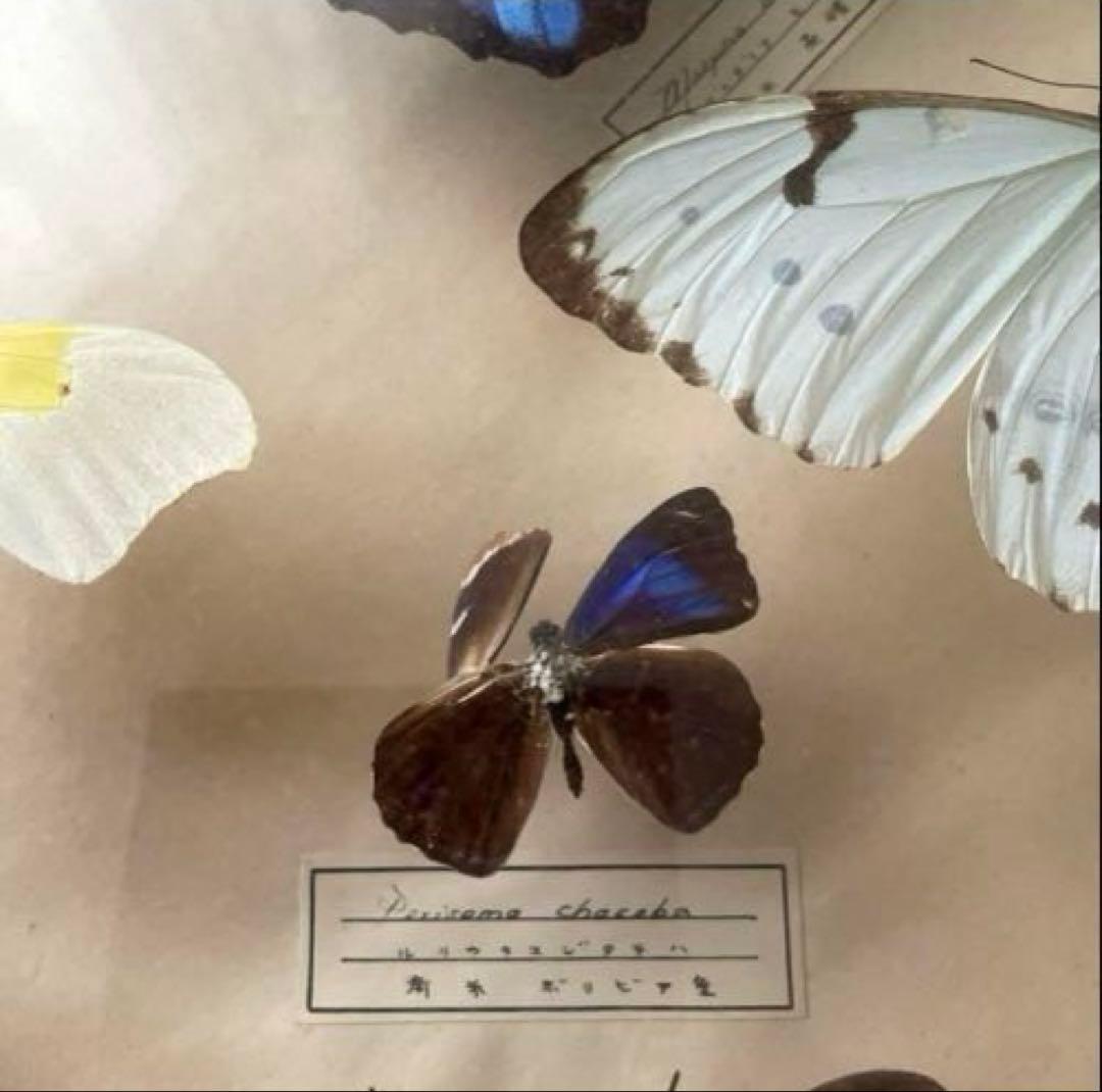 モルフォ蝶　他　アンティーク蝶標本　ヴィンテージ標本　全22種類