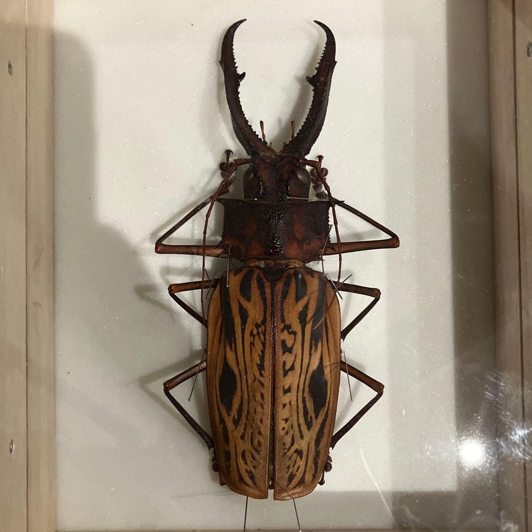 オオキバウスバカミキリ修理品