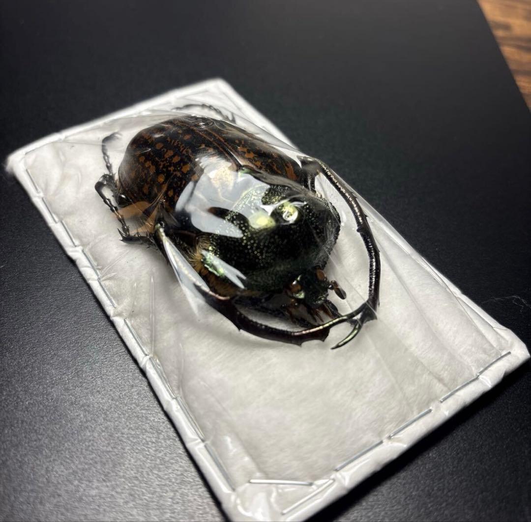 標本68.5mm ゲストロイテナガコガネ Cheirotonus gestroi