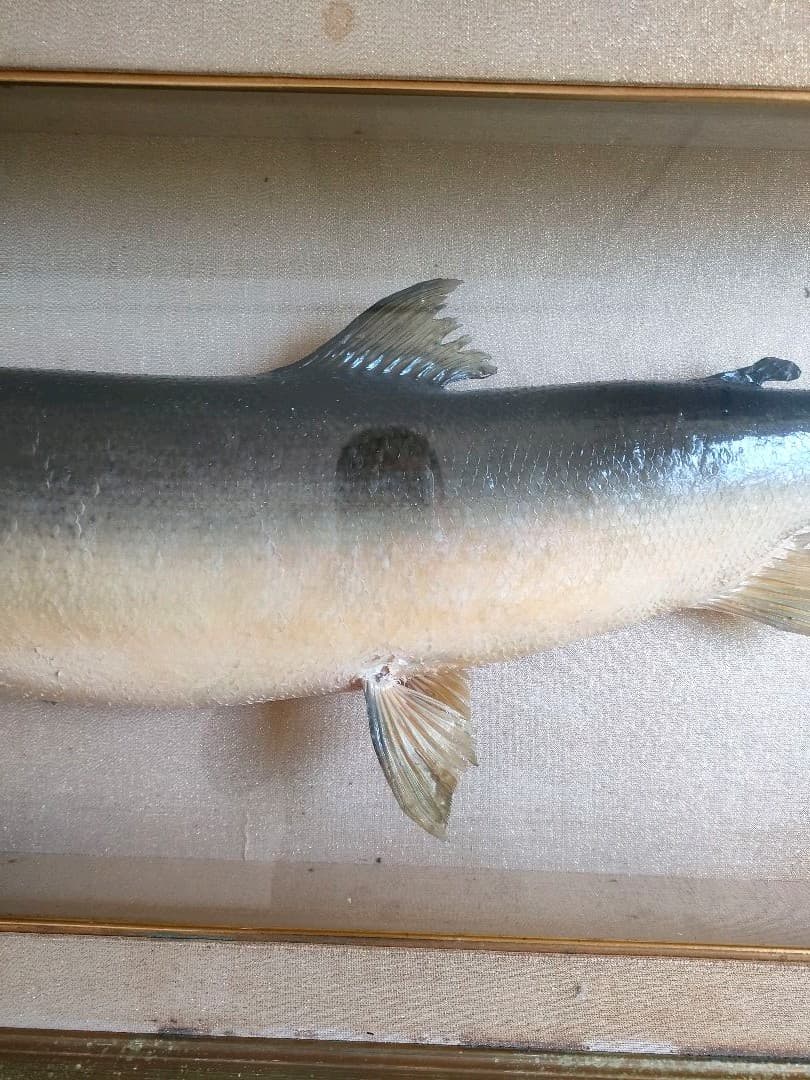 「超貴重品」大型のイトウの剥製　※取りに来られたら半額にします。