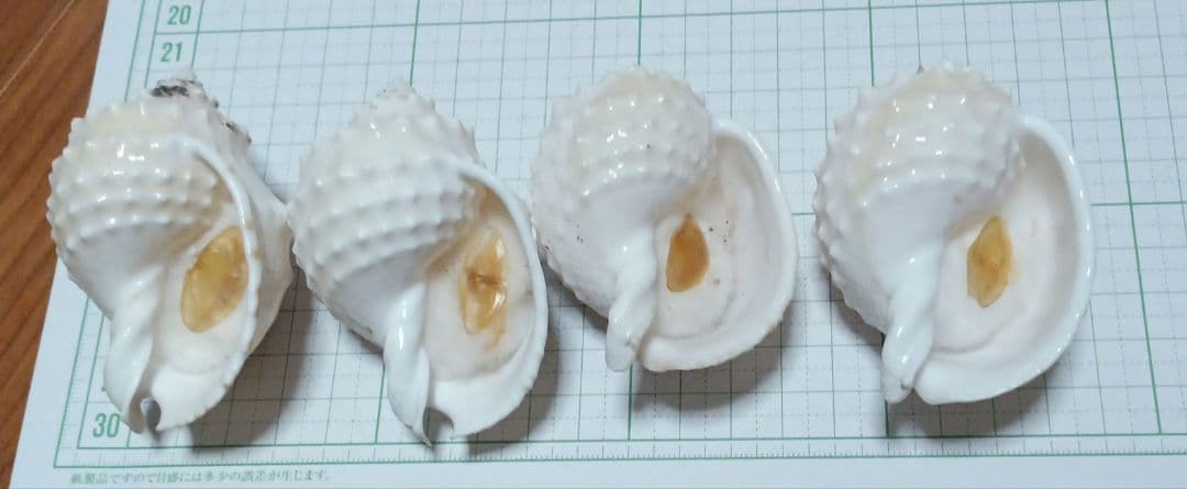 貝殻標本　カブトボラ　②　蓋つき