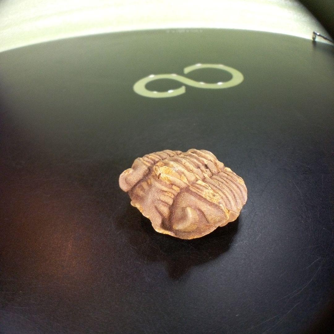 三葉虫　化石　fossil　ボリビア産　trilobite　南アメリカ化石郡⑤