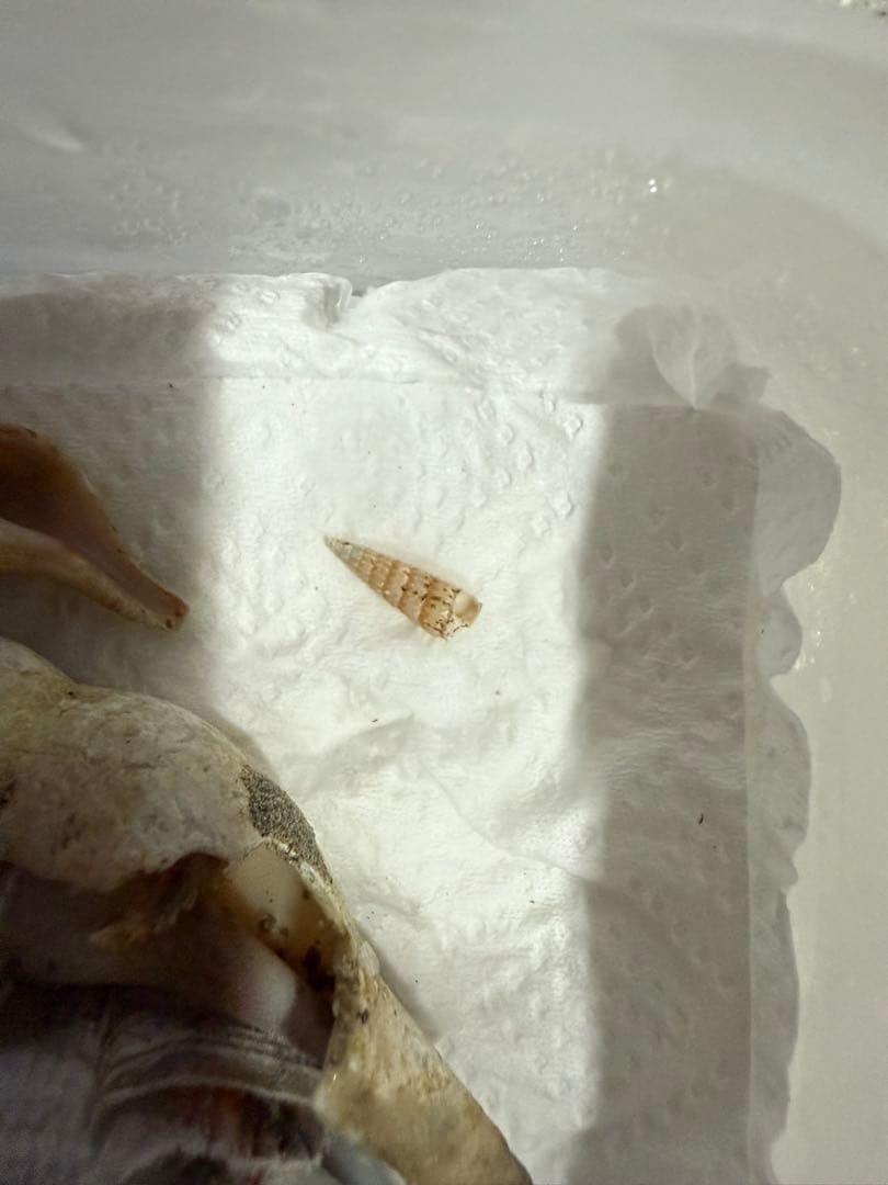 貝　まとめ売り