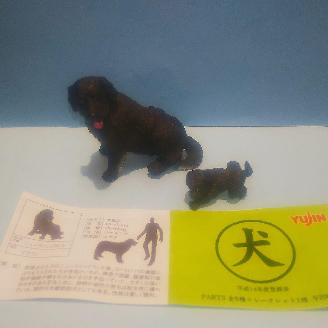 ニューファンドランド（親子）【犬】ユージン