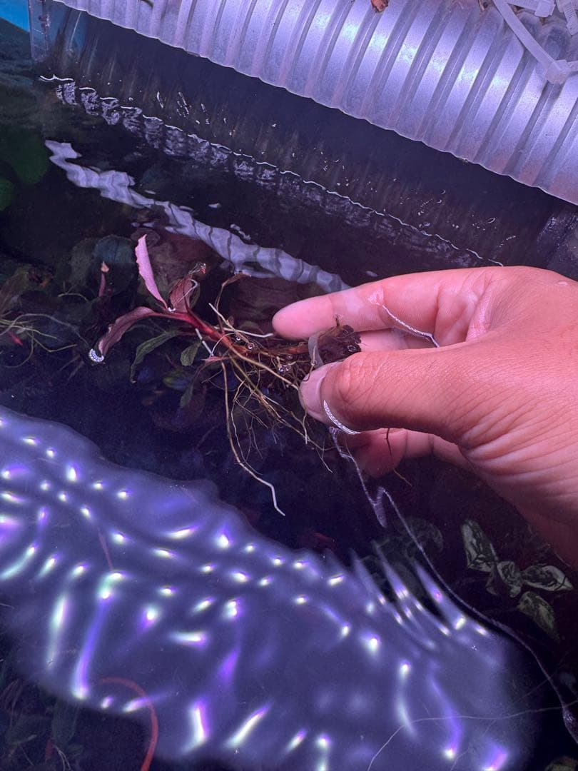 ブセファランドラsp. ファンタスティックパープル　完全水中葉　大株