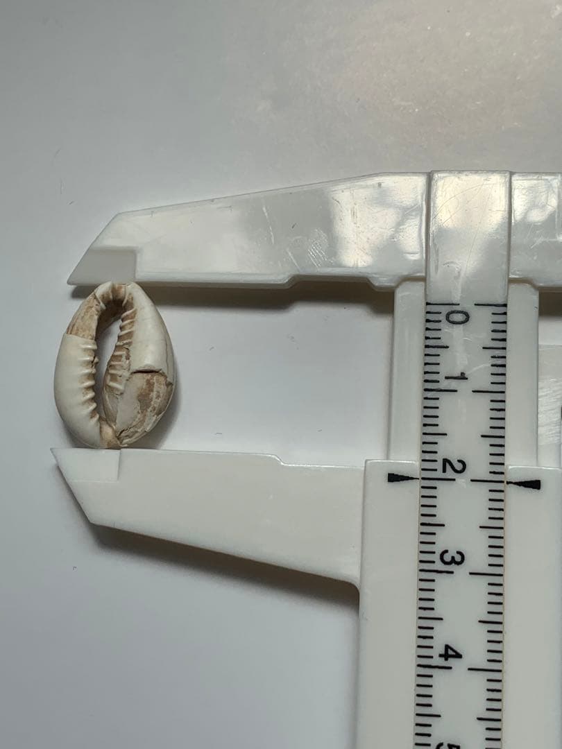 中国貝貨　紀元前1500年頃　古銭　貨幣　アンティーク　出土　縄文　石器