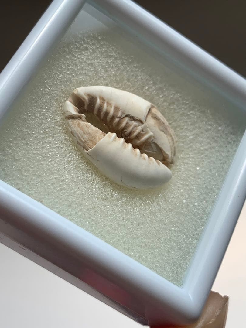 中国貝貨　紀元前1500年頃　古銭　貨幣　アンティーク　出土　縄文　石器