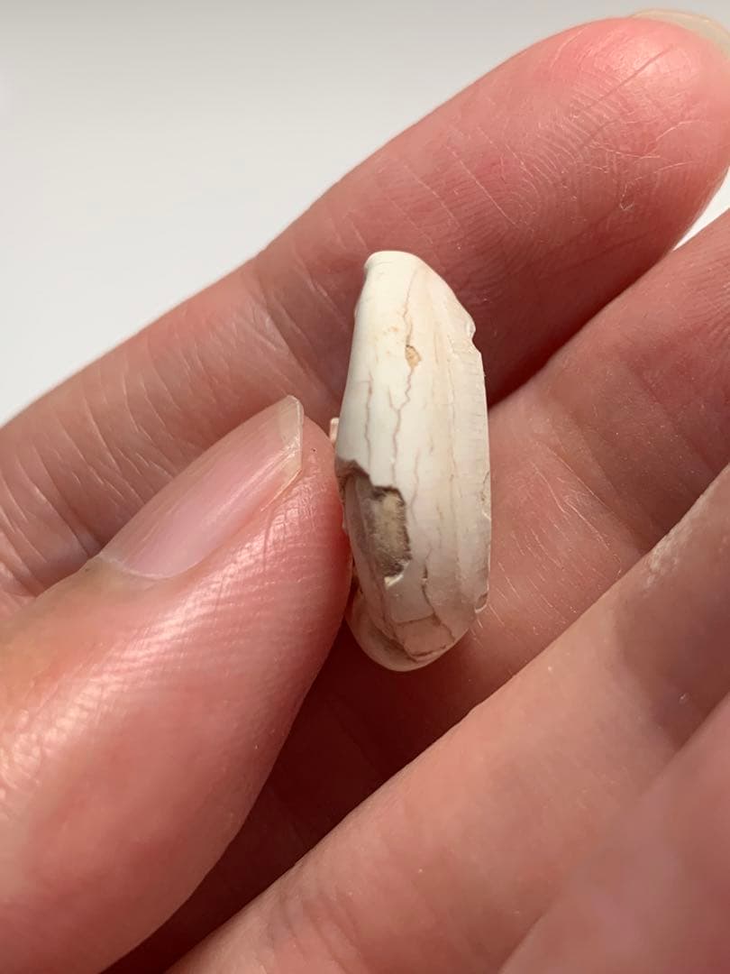 中国貝貨　紀元前1500年頃　古銭　貨幣　アンティーク　出土　縄文　石器