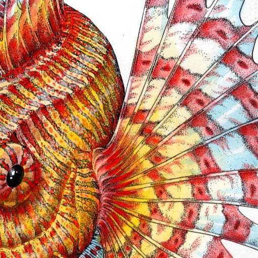 ネイチャーアート「ミノカサゴ」　水彩画