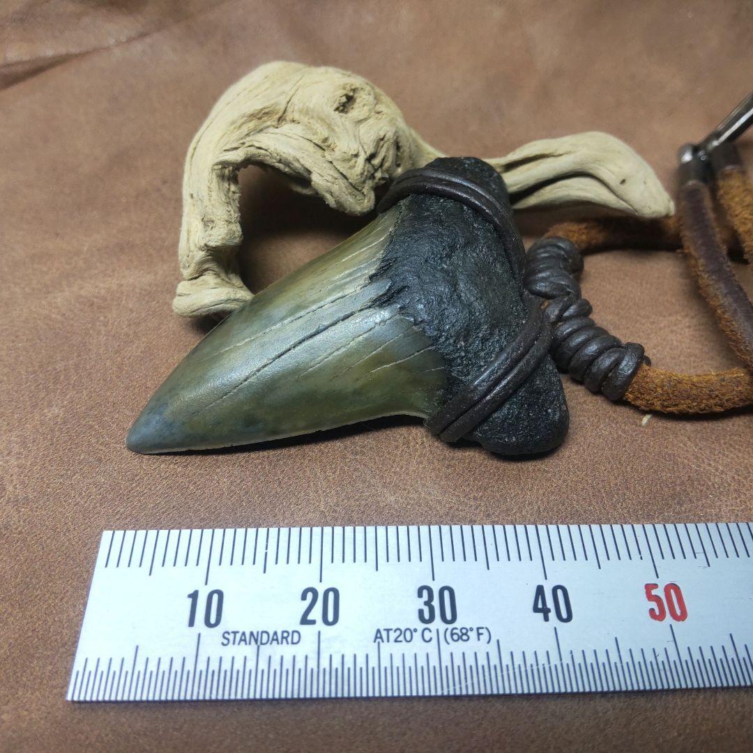 ③Isurs hastalis 化石　鮫の歯　メガロドン　三葉虫　希少