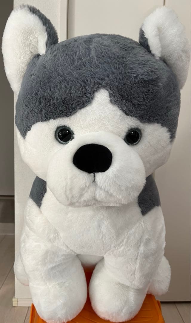 シベリアンハスキー　特大ぬいぐるみ　70センチ　犬