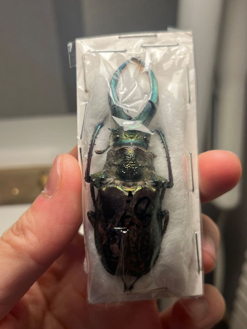 【顎BLUE】ギガンテウスシワバネクワガタ 昆虫標本 ニジイロクワガタ