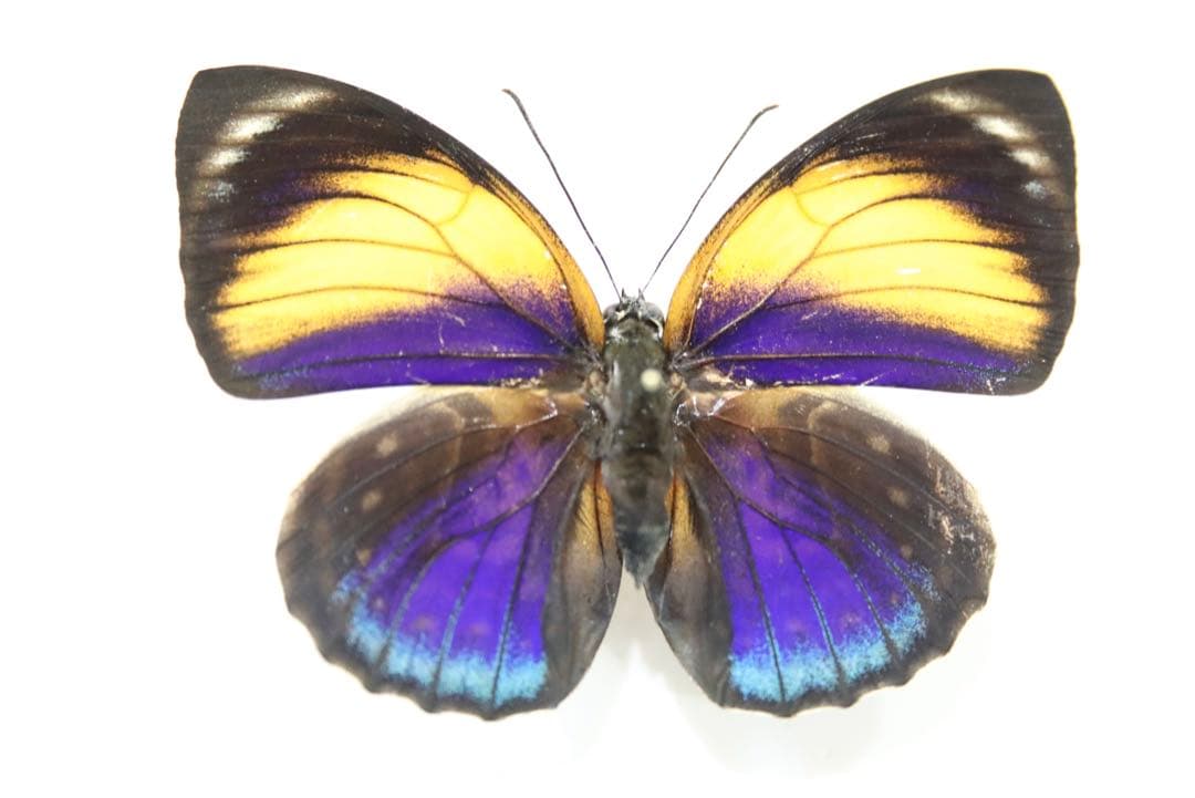 アグリアス　エクセルシオール♀！標本！