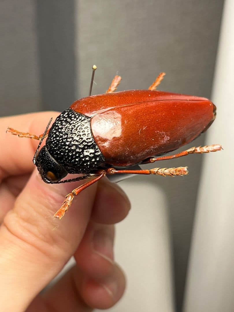 【49mm】チャイロフトタマムシ フトタマムシ スハンダエ プラチナコガネ 標本