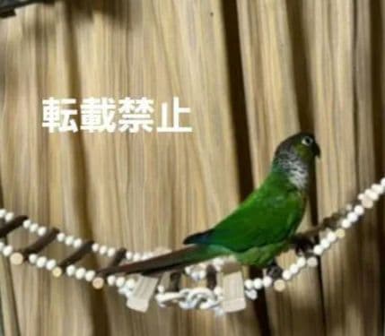 324　吊り橋　はしご　止まり木　バードトイ