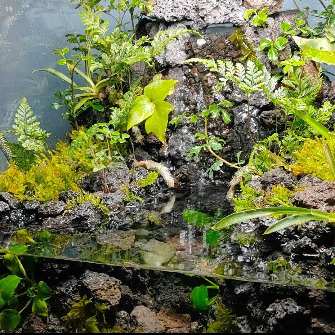 【rii】アクアテラリウム完成品_滝の流れる15cmキューブ水槽