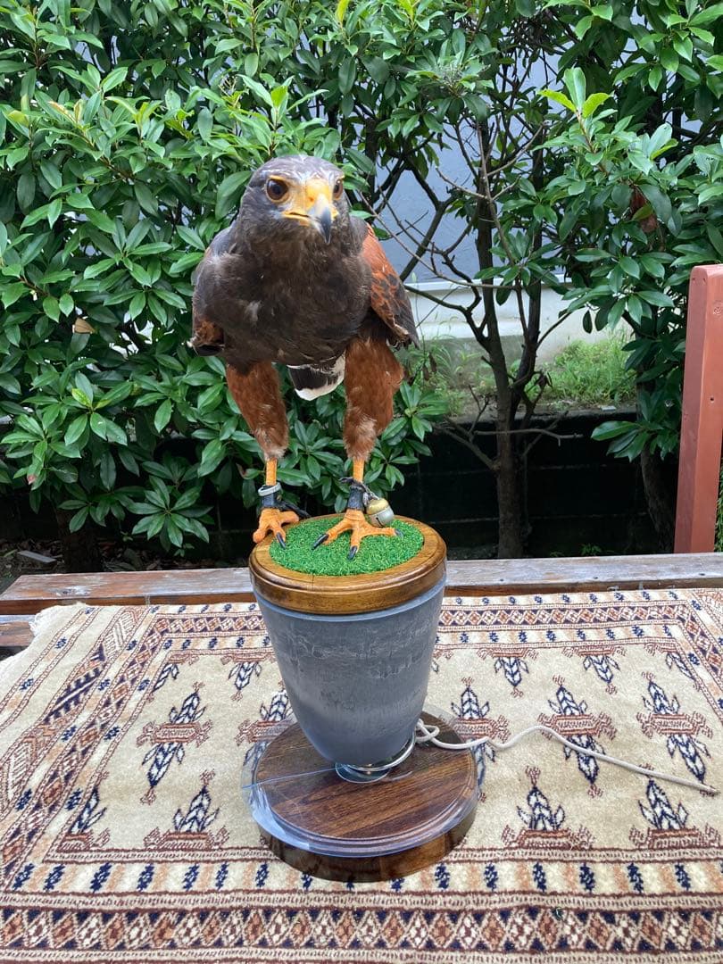 大型猛禽パーチＣ、　　　　　　　　　ファルコンブロック