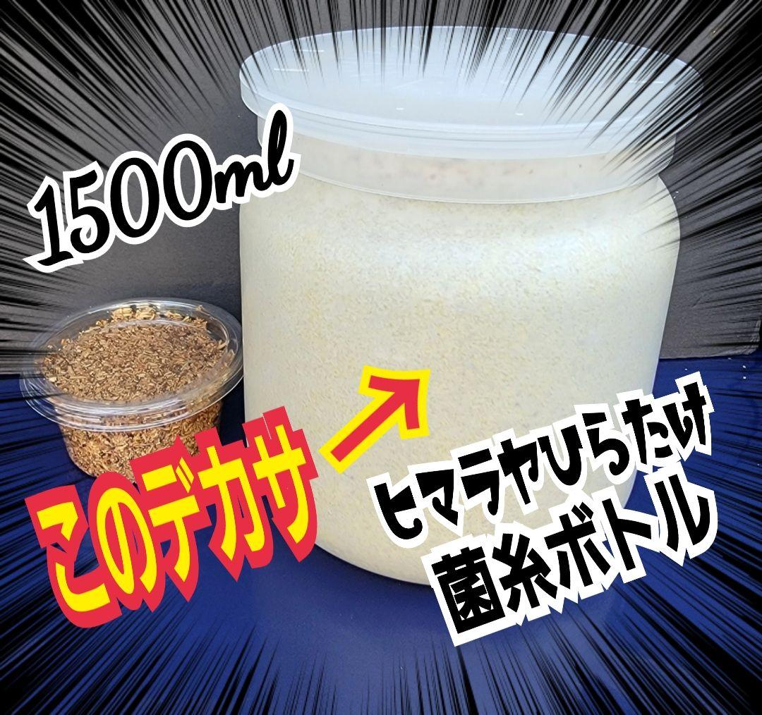 ヒマラヤひらたけ菌糸瓶1500ml 【５本】トレハロース、キトサン強化配合！