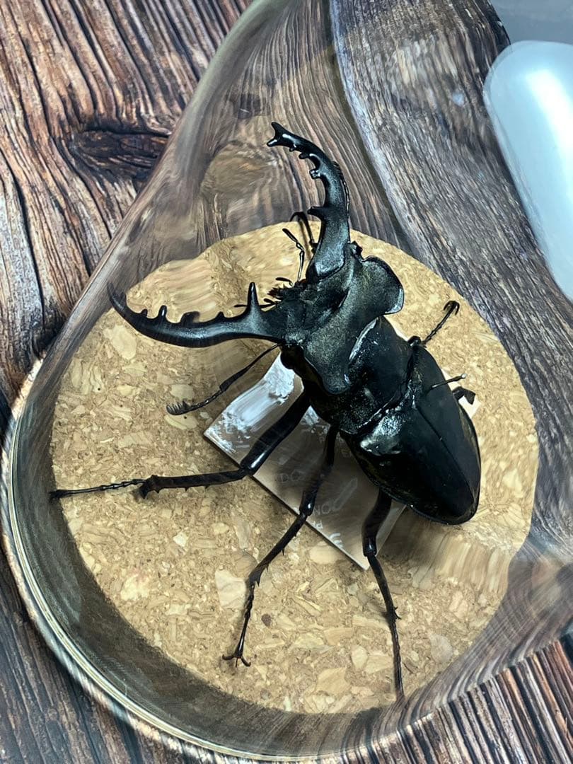 【Glass Beetleミヤマクワガタ標本 GB-005】