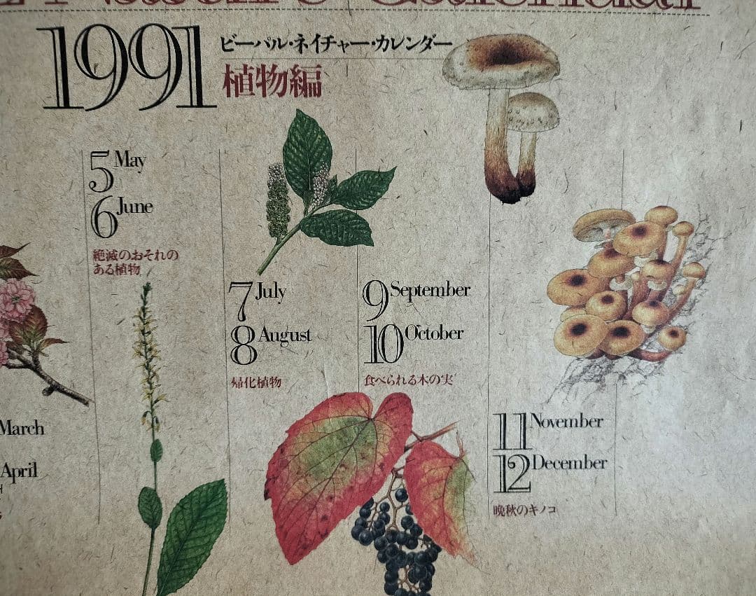 BE-PAL ビーパル カレンダー 新品未使用 1991年植物編 ヴィンテージ