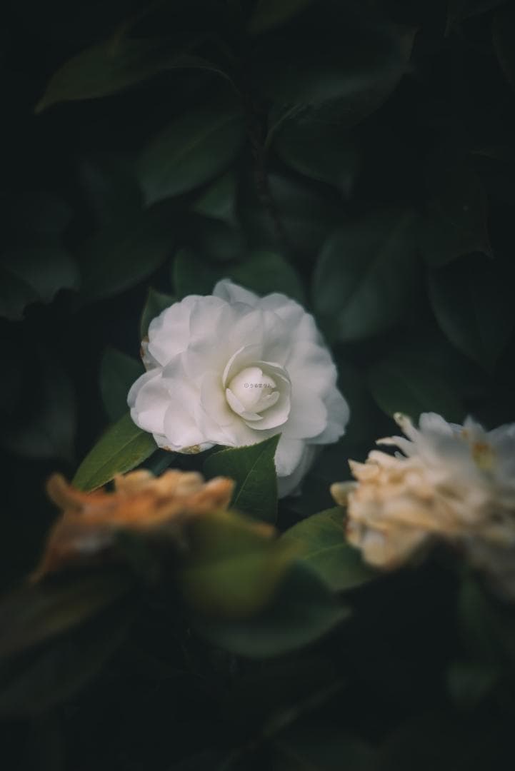 良品！山崎ズマール！Leica Bluecoted Summar 50mm F2