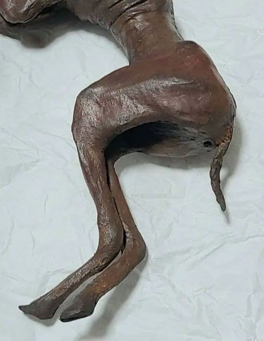 一点物「妖獣鬼鹿」のミイラ標本