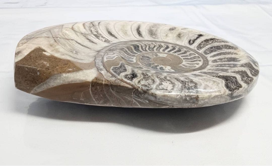 希少 アンモナイト 化石 標本 インテリア 置物 アンティーク