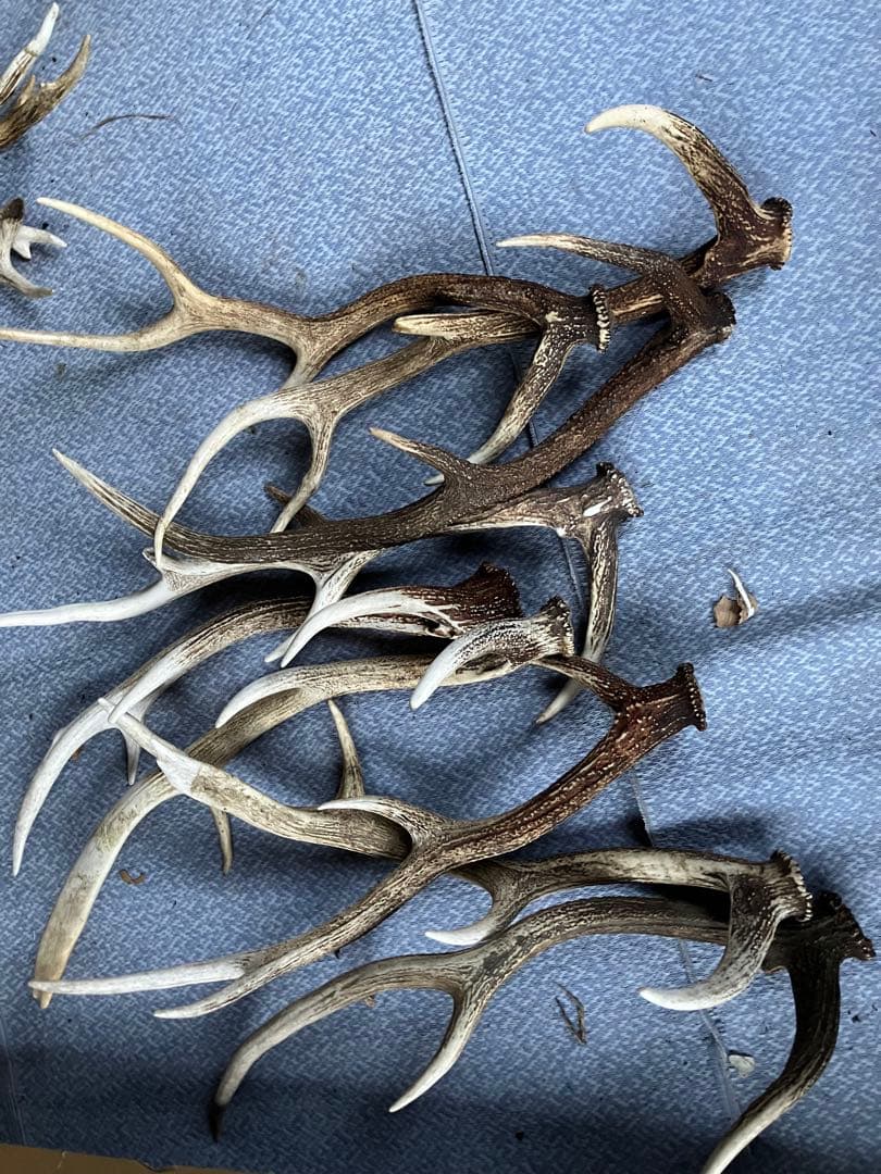 鹿の角セット（自然素材）