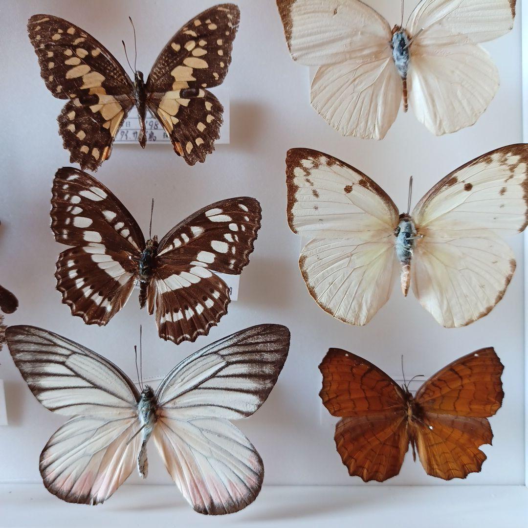 蝶標本　タイ　サムイ島産24頭 +ドイツ箱中型