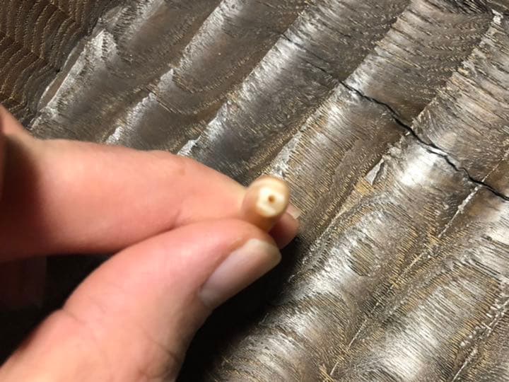 古代カーネリアン　アイビーズ　紀元前