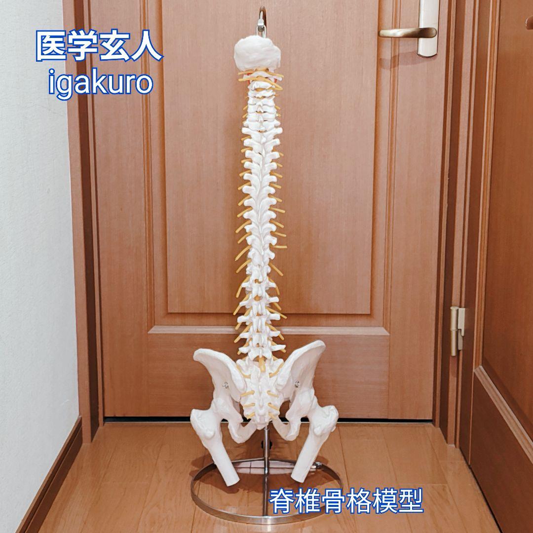 医学玄人 脊椎 骨盤 骨格模型 igakuro スタンド付き