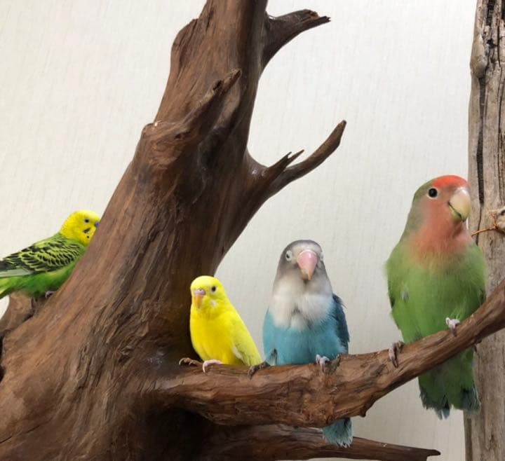 【No11】　置き物　小鳥用品　とまり木　バードアスレチック　オブジェ