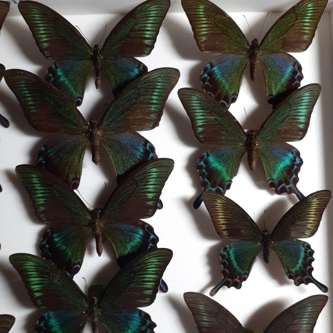 蝶標本　ミヤマカラスアゲハ(春型夏型　♂️♀53頭)大型ドイツ標本箱二箱入り