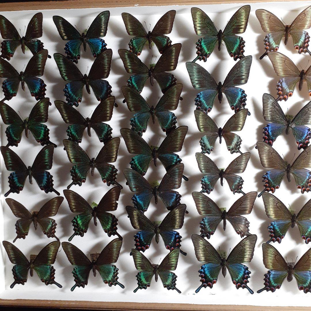 蝶標本　ミヤマカラスアゲハ(春型夏型　♂️♀53頭)大型ドイツ標本箱二箱入り