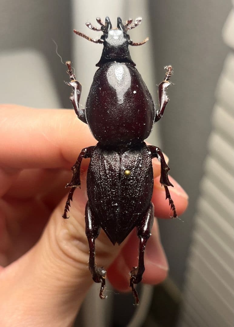 【50mm】ケラモドキカミキリ 大型 Hypocephalus 標本