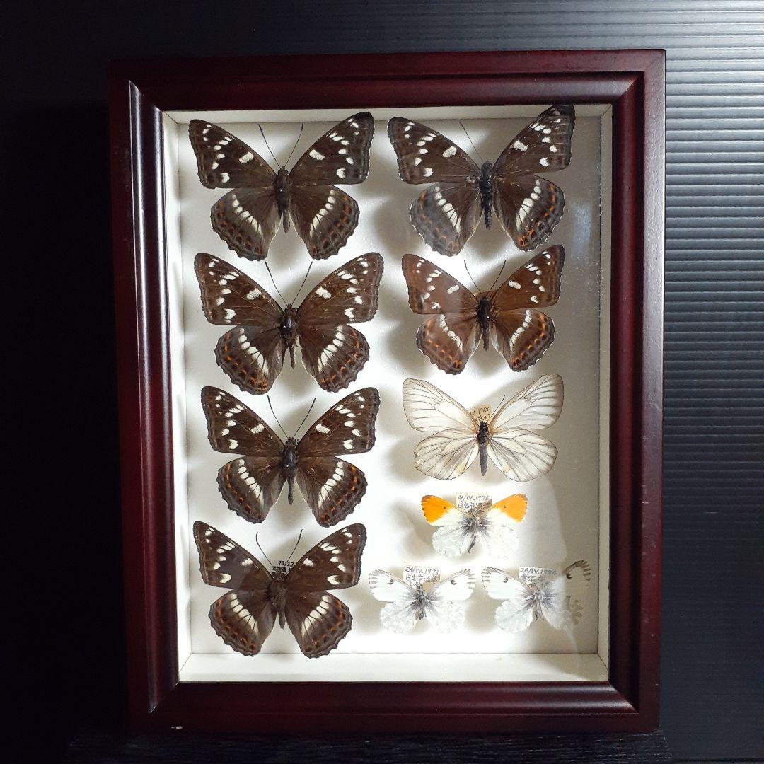 蝶標本　オオイチモンジ、クモマツマキチョウ、ミヤマシロチョウ(♀)標本箱入り