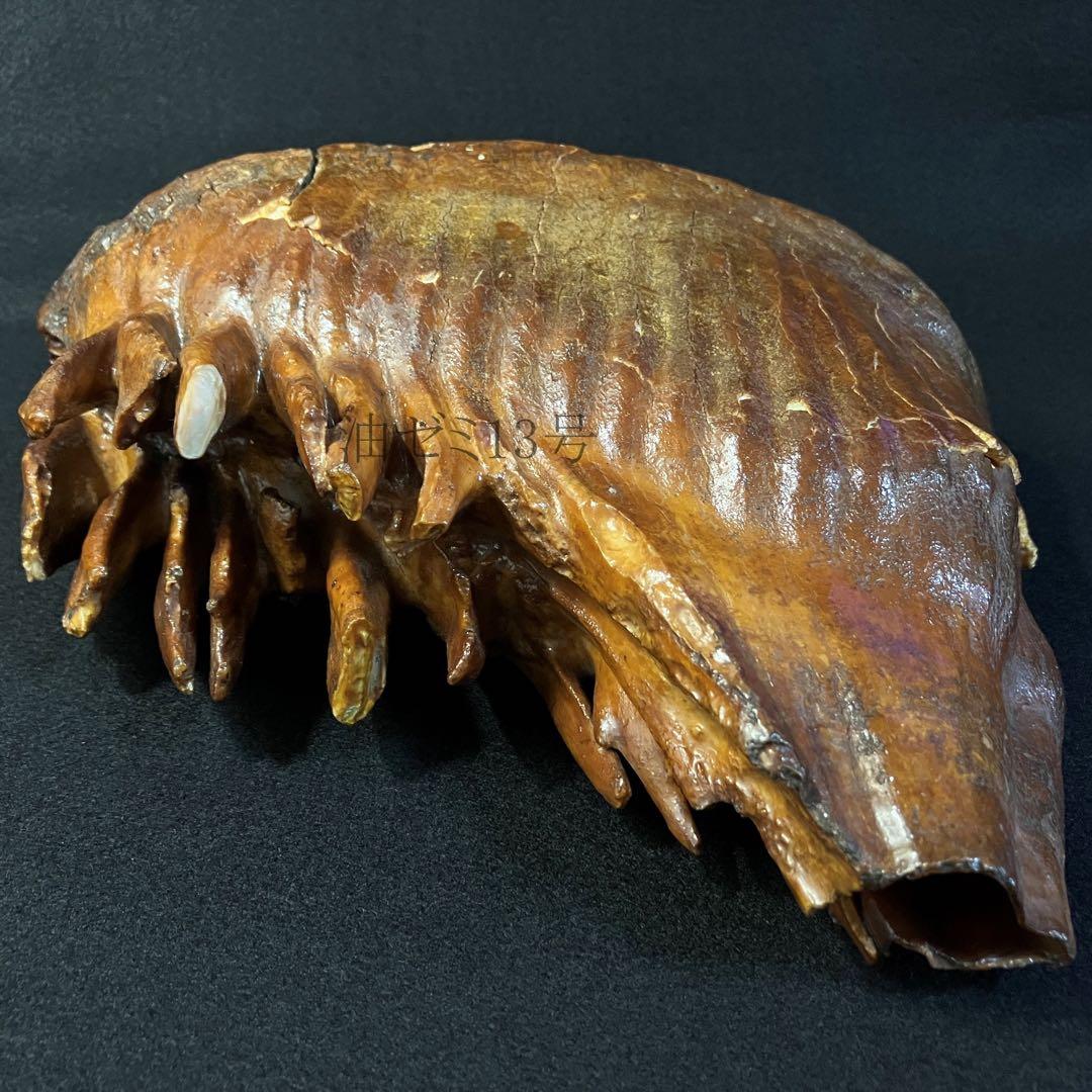 ケナガマンモス　臼歯　化石　コレクション