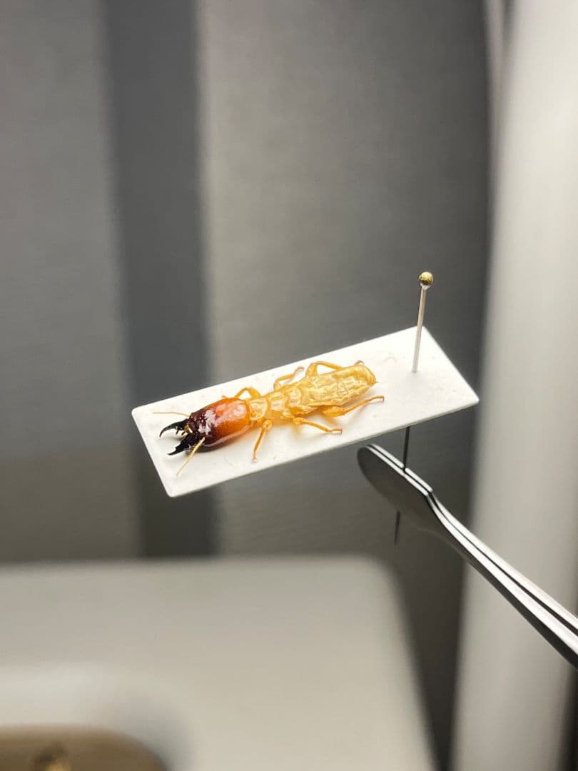 【21mm】オオシロアリ 標本 ゴキブリパラポネラ キバハリアリ ウロコアリ 蟻