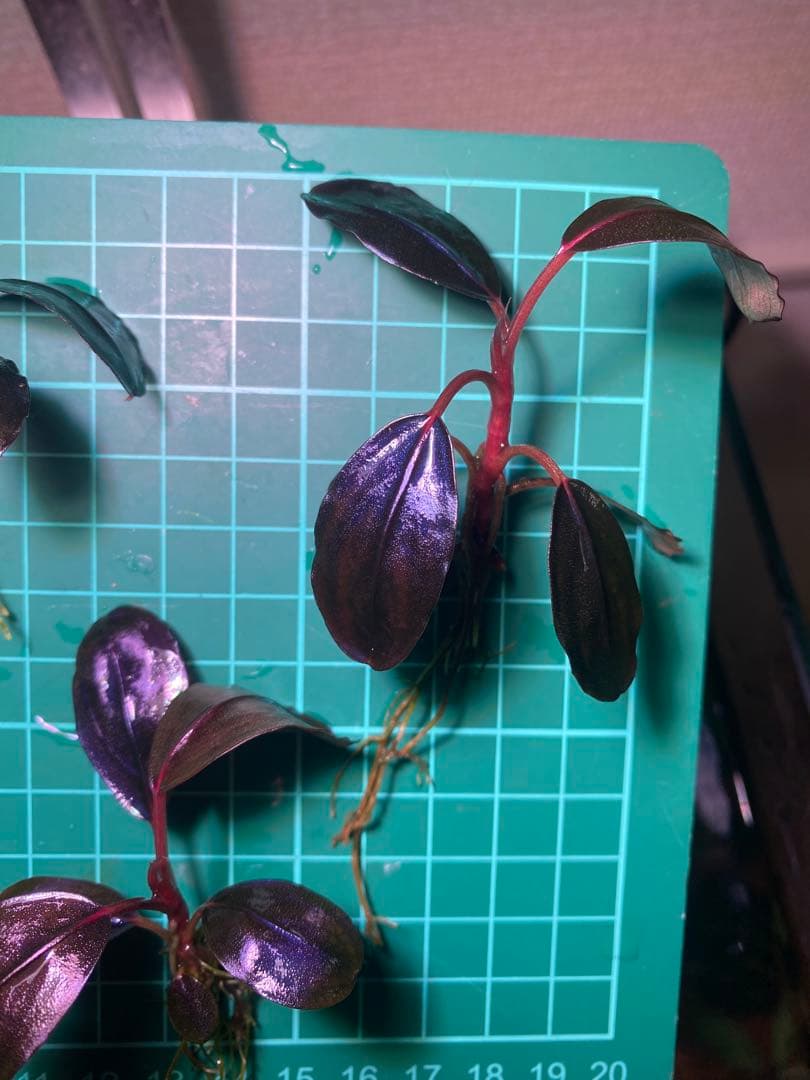 ひ*ろ様 Bucephalandra sp. Violet Bolsom 5株