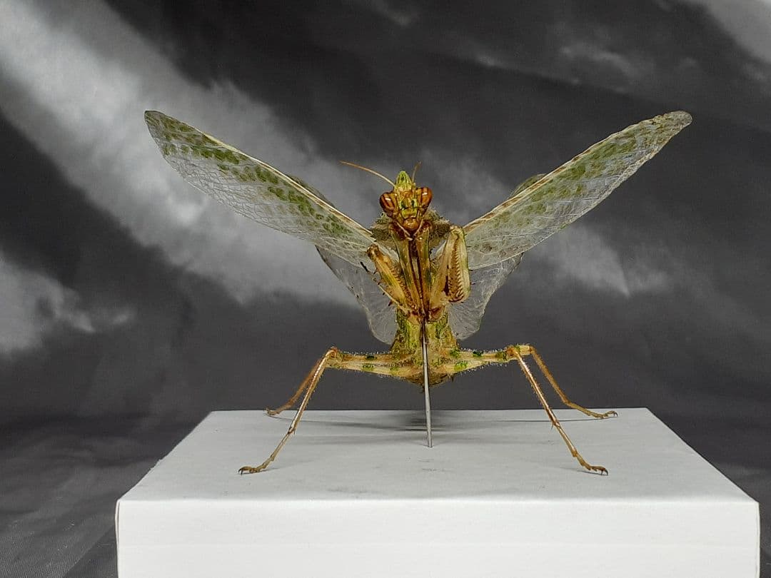 アザミカマキリ雌　立体標本