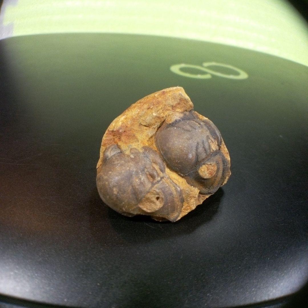 三葉虫　化石　fossil　ボリビア　trilobite　海生動物　三葉虫識別⑨