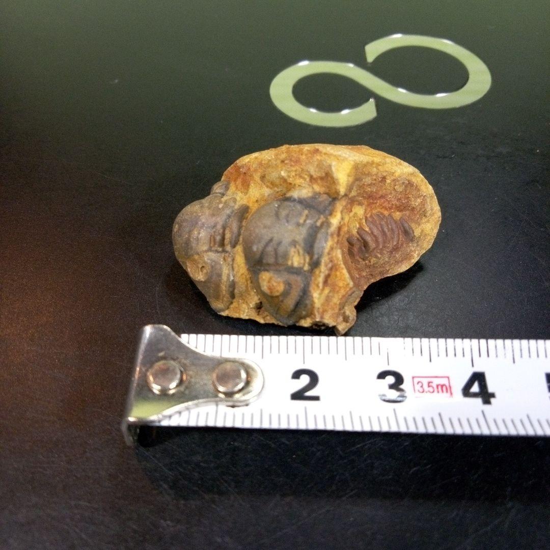 三葉虫　化石　fossil　ボリビア　trilobite　海生動物　三葉虫識別⑨