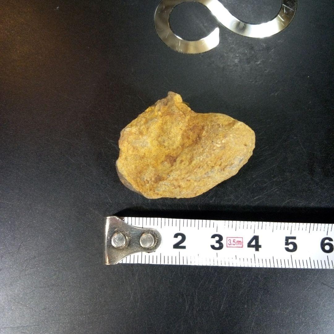 三葉虫　化石　fossil　ボリビア　trilobite　海生動物　三葉虫識別⑨