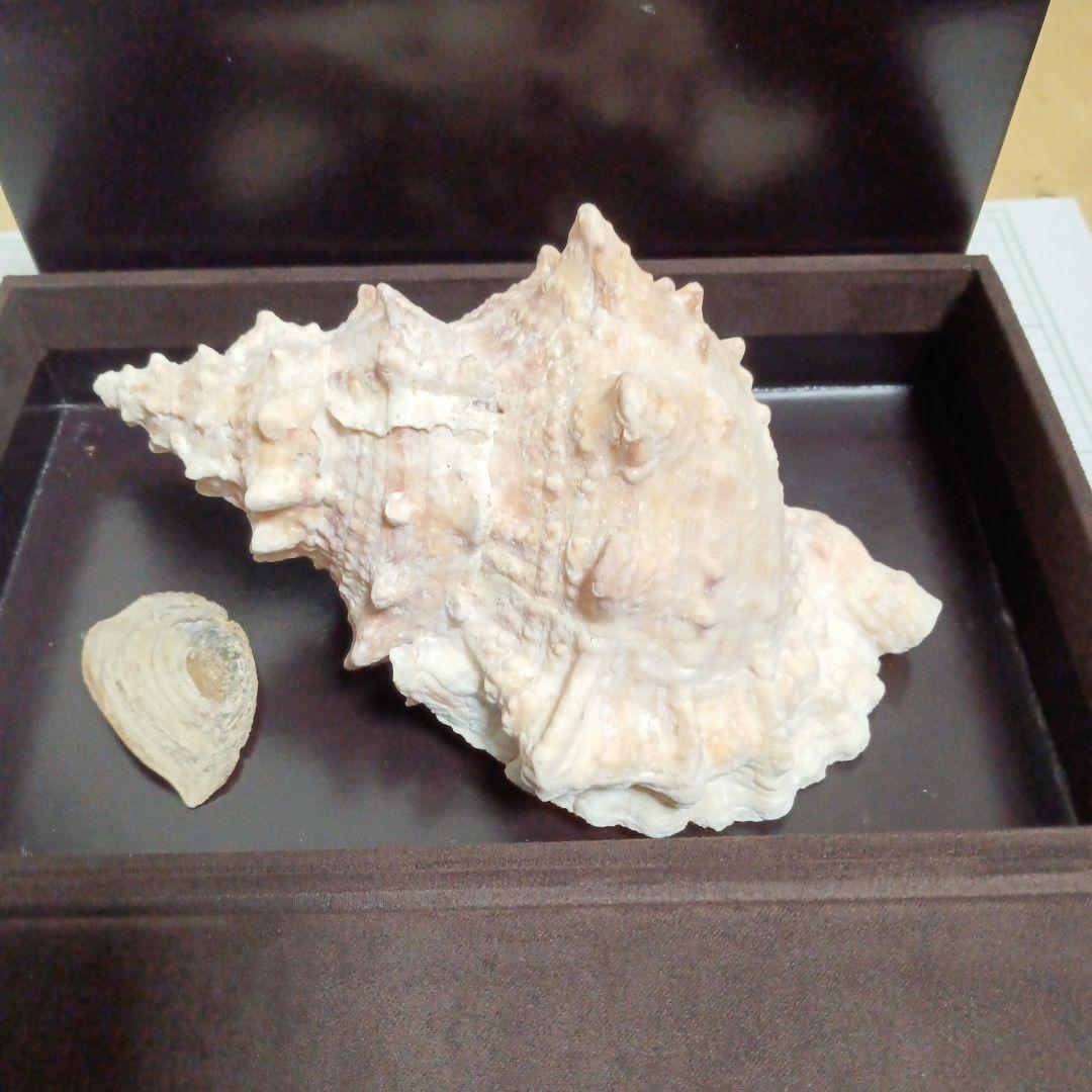 貝殻標本　インテリア　アンティーク